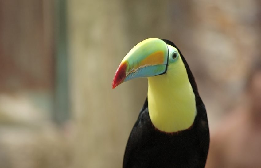 el tucan y la nutria