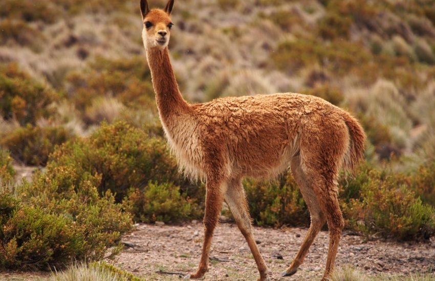 la vicuna y la lechuza