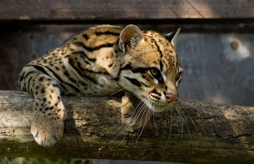 ocelote en un arbol